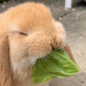 IDK how to delete this, old account nonsense